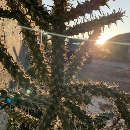 Cylindropuntia Spinosior