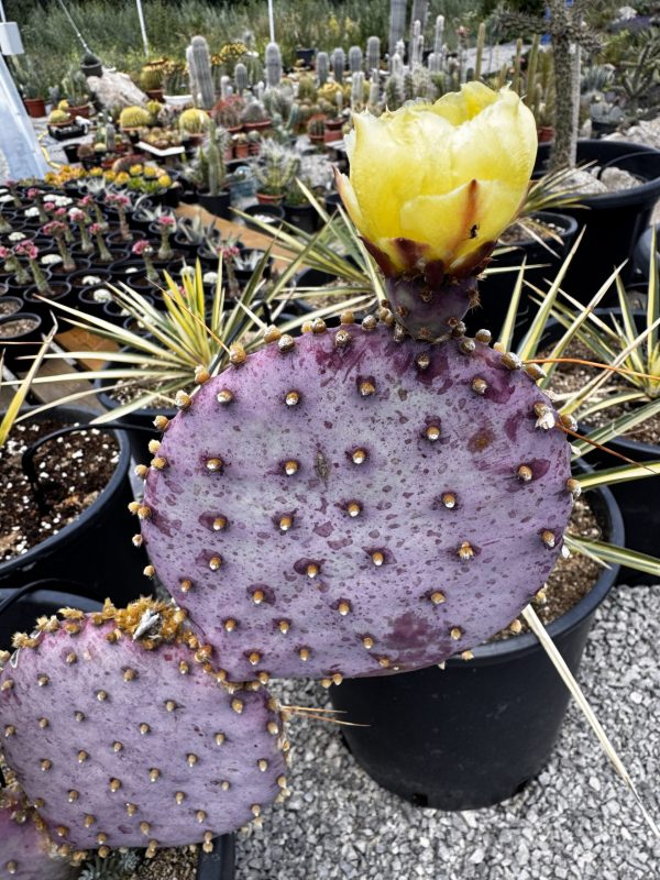 Opuntia Santa Rita