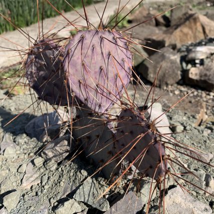 Opuntia Macrocentra Nevadensis