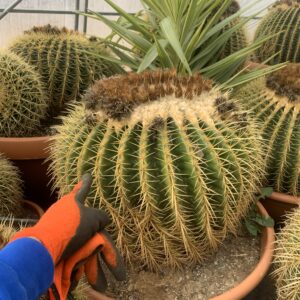 Echinocactus Grusonii (golden barrel cactus)