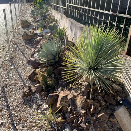 Desert Garden Sofia Preslav