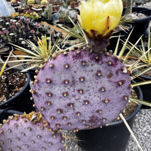 Opuntia Santa Rita