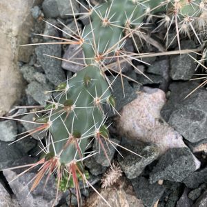Opuntia Moelleri