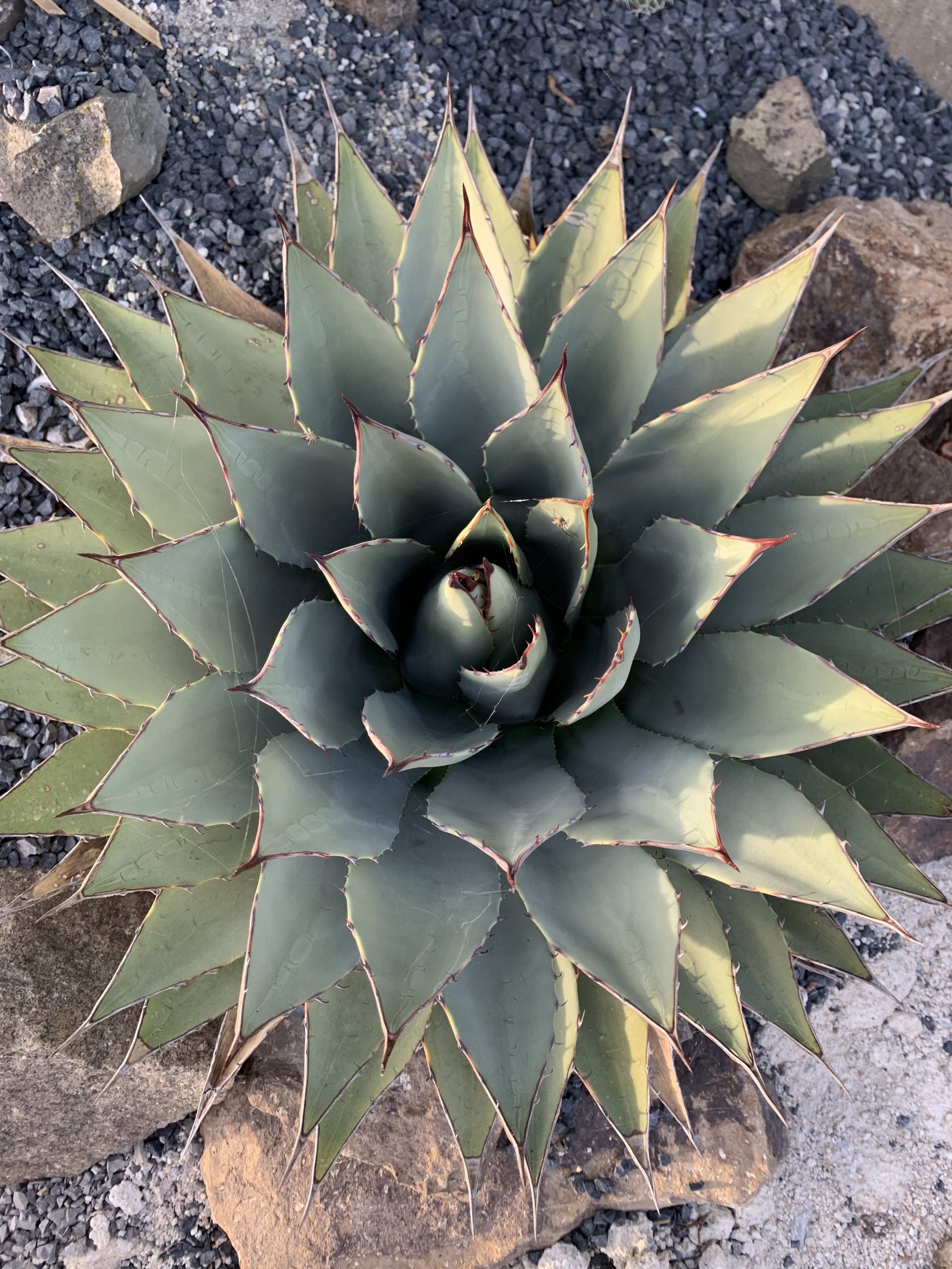 Agave Parryi Ssp. Neomexicana – Desert Garden