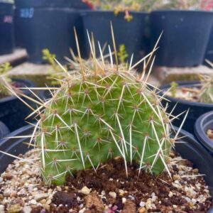 Opuntia Polyacantha Chrystal Tide