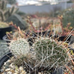 Opuntia Polyacantha Reedpoint, MO, USA