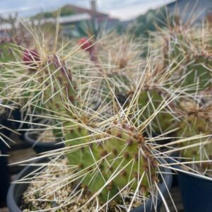 Opuntia Phaeacantha "Orangeade"