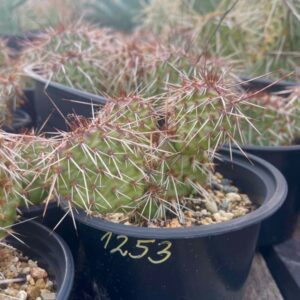 Opuntia Phaeacantha v. minor