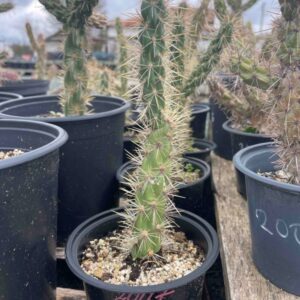 Cylindropuntia Imbricata Marco