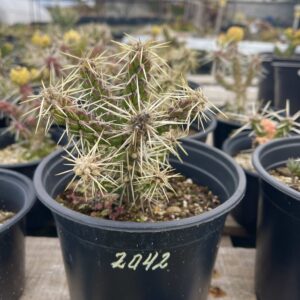 Cylindropuntia Whipplei Archuleta Co., COL, USA