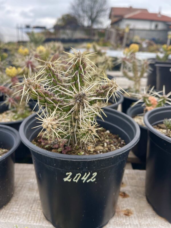 Cylindropuntia Whipplei Archuleta Co., COL, USA