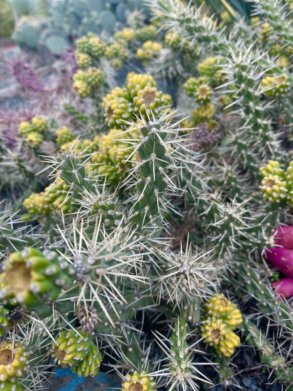 Cylindropuntia Whipplei Archuleta Co., COL, USA - Image 3