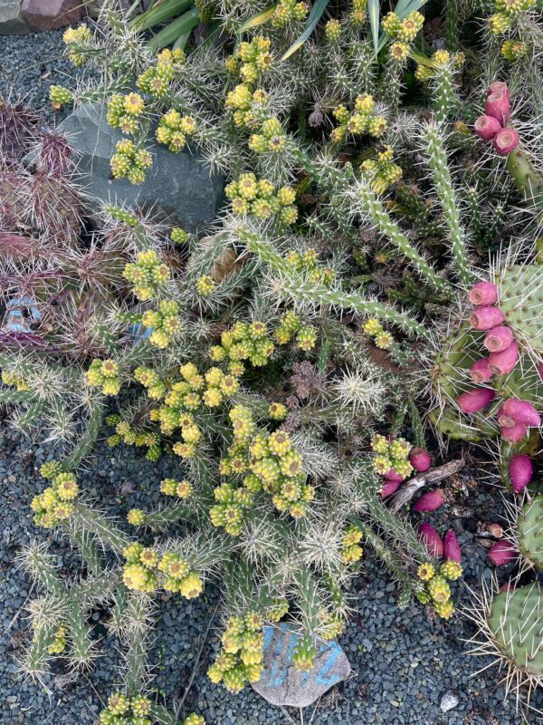 Cylindropuntia Whipplei Archuleta Co., COL, USA - Image 2