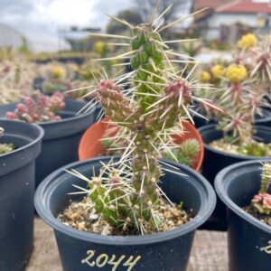 Cylindropuntia Whipplei "Waiblingen"