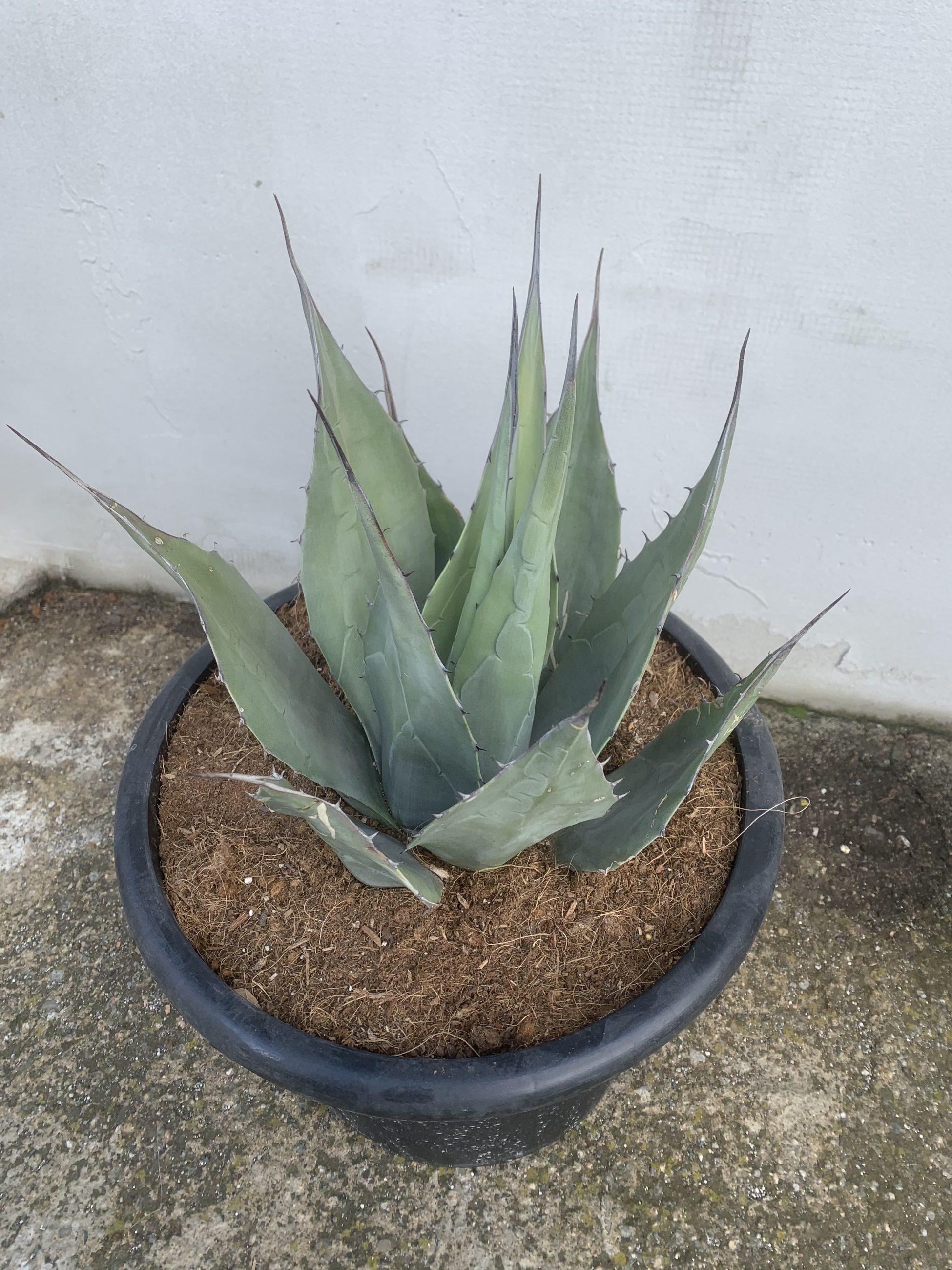 Agave Havardiana – Desert Garden