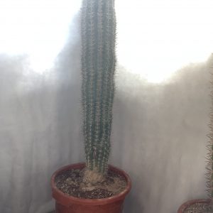 Pachycereus pringlei