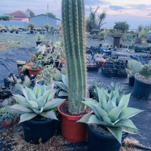 Echinopsis atacamaensis pasacana simple
