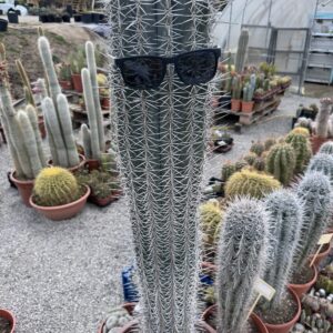Pachycereus pringlei