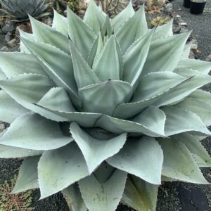 Agave Ovatifolia