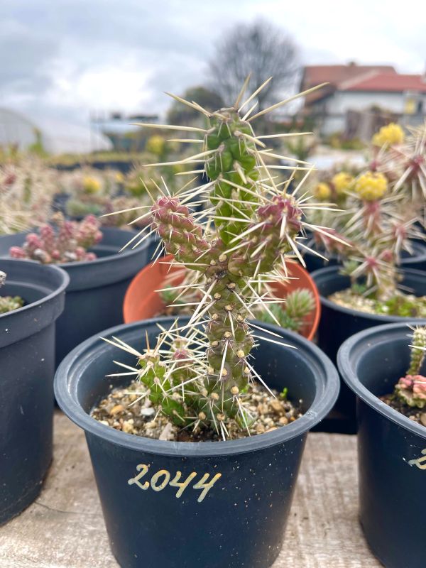 Cylindropuntia Whipplei "Waiblingen"