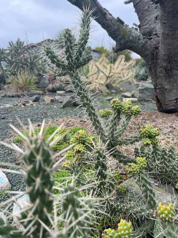 Cylindropuntia Whipplei "Waiblingen" - Image 2