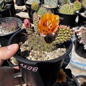 Opuntia Fragilis hybrid