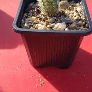 Echinocereus reichenbachii