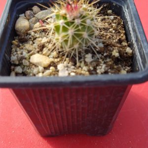 Echinocereus triglochidiatus, El Paso Co., COL, USA