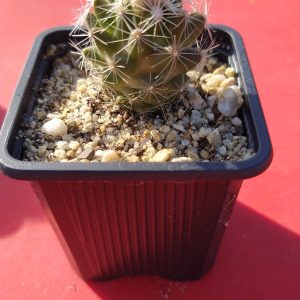 Escobaria missouriensis