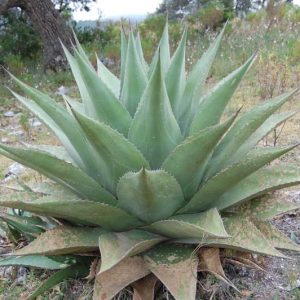 Agave gentryi "la escondida"