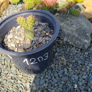 Opuntia Fragilis Freising