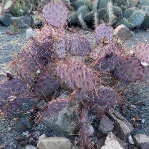 Opuntia macrocentra var. nevadensis