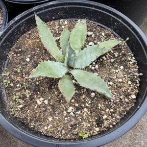 Agave megalacantha