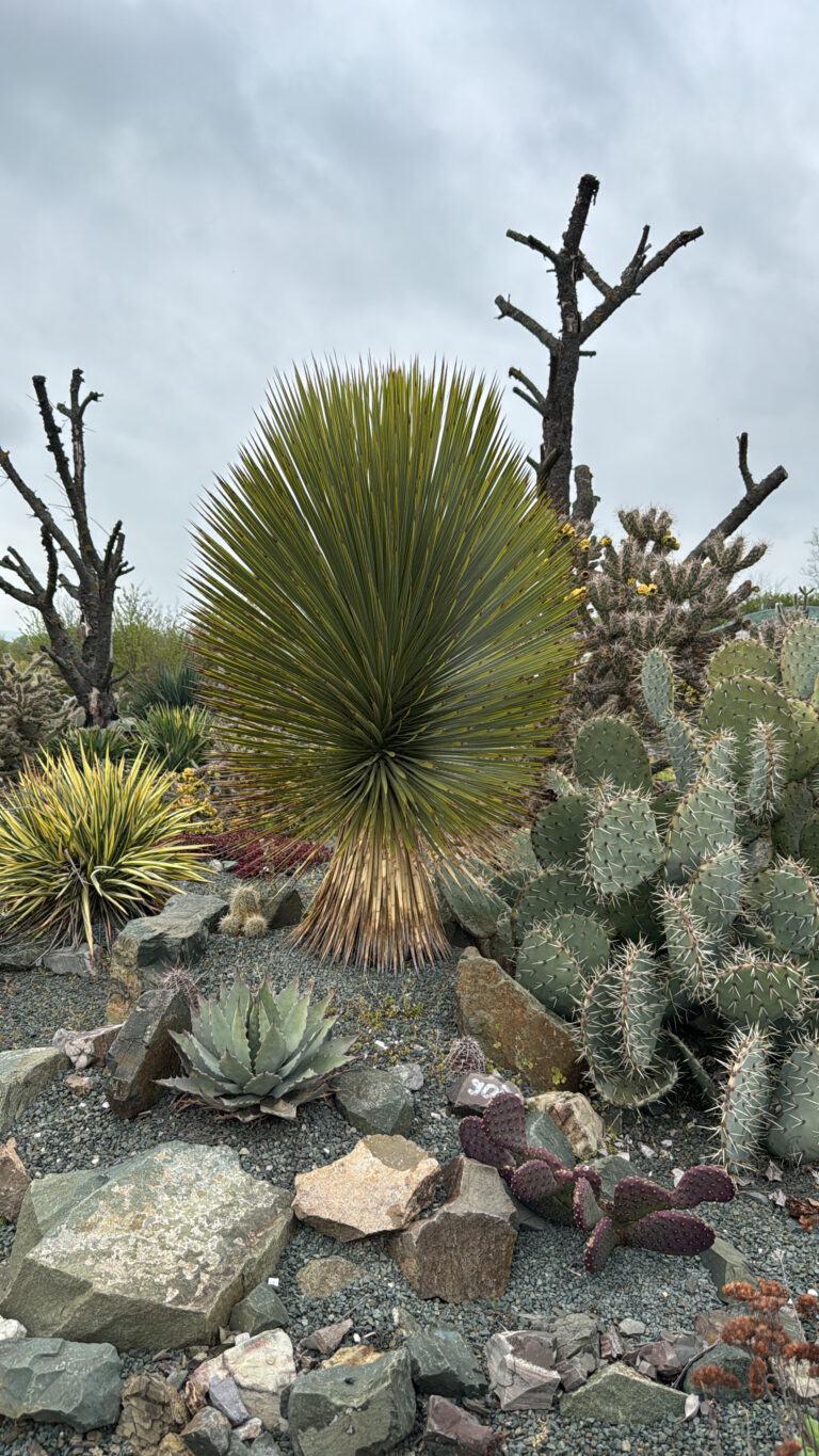 yucca-rostrata-beaked-yucca-complete-growing-and-care-guide